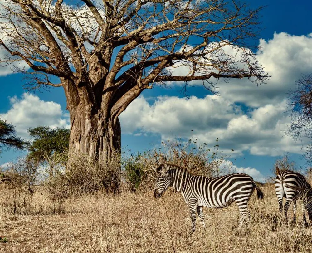 Explorez l’Afrique cet été : Destinations Captivantes pour une Aventure Inoubliable