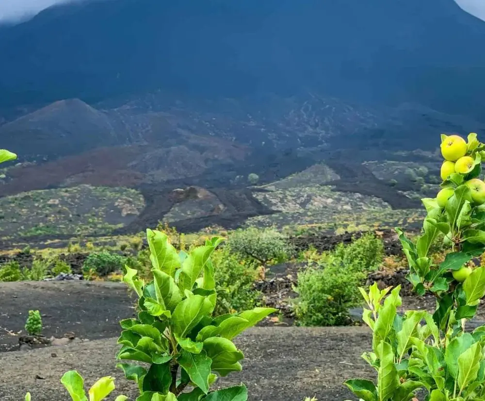 Fogo : l’île du volcan